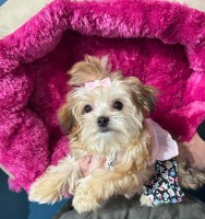 Morky