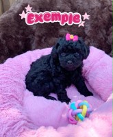 Caniche Toy