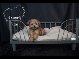 Caniche Toy