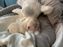 Maltipoo