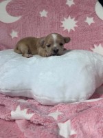 Maltipoo